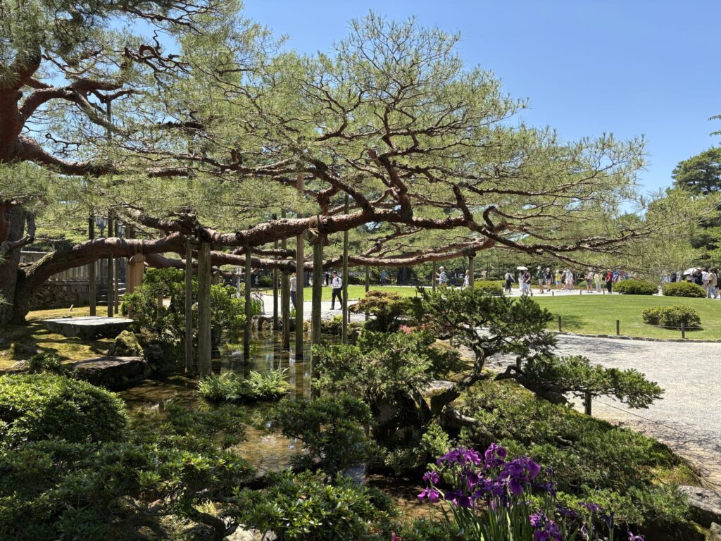 兼六園の巨大松